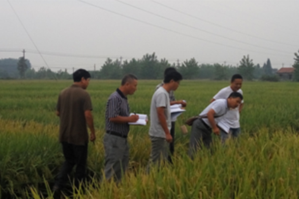 湖北省中稻、夏玉米区试专家组来我院检查工作