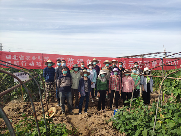 科技支撑助荆州蔬菜产业提质增效