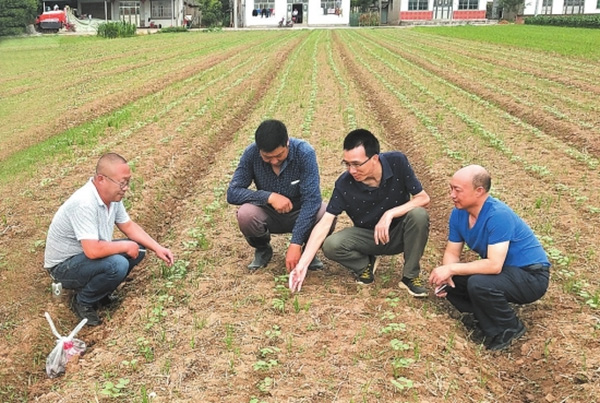 省农科院专家组到公安等地开展科技服务指导棉花生产