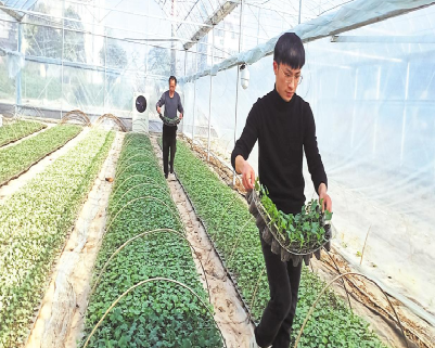 石首&ldquo;天字号&rdquo;：甘当科研试验田