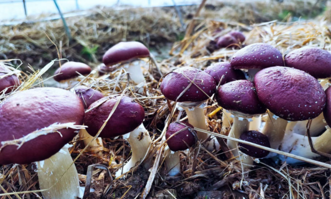 乡村振兴 | 湖北松滋雷井口村：撑起&ldquo;致富伞&rdquo;，幸福到&ldquo;万家&rdquo;