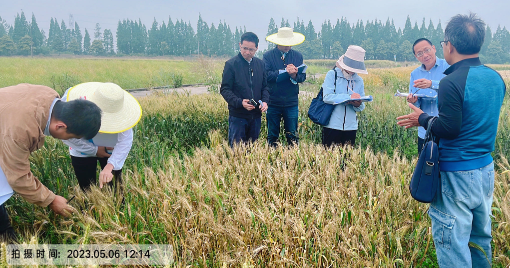 省种子管理局组织专家团队来我院考察小麦区试工作