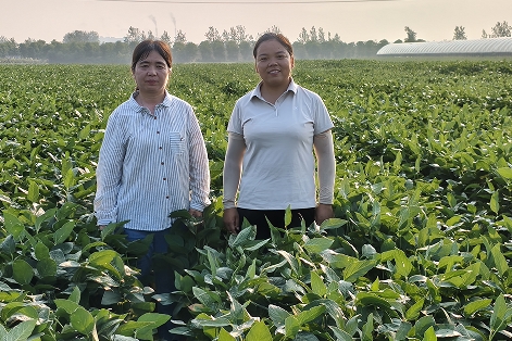 121817715.png 大豆1.png