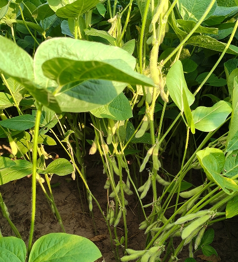 121838135.png 大豆3.png