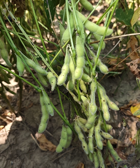 121855785.png 大豆2.png